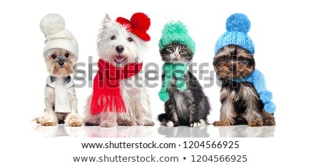 Foto stock: Winter Dog Scarf And Hat