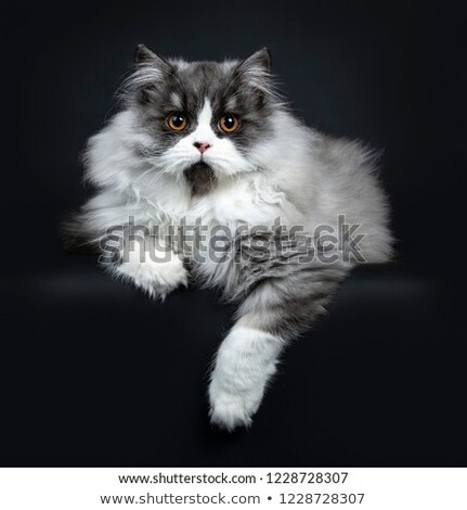 Stok fotoğraf: Majestic Black Smoke British Longhair Cat
