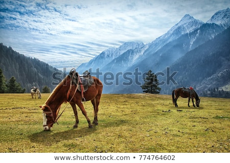 Stock fotó: Horses Grazing In Himalayas