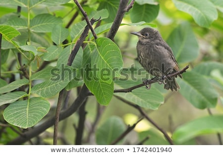 Closeup Of A Baby Male Common Blackbird ストックフォト © mady70