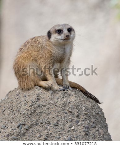 Slender Tailed Meerkat Sitting On Rock Looking Up Foto stock © yhelfman