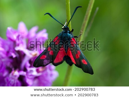 Stock photo: Five Spot Burnet