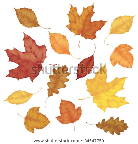 Сток-фото: Viburnum Fall Foliage Background