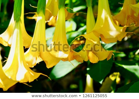 Foto stock: Yellow Brugmansia Named Angels Trumpet Or Datura Flower