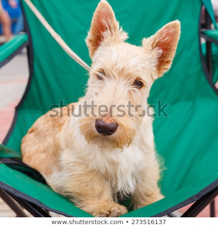 Stock fotó: Cute Serious Wheaten Dog Scottish Terrier Breed