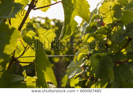 ストックフォト: Rheingau Riesling Vineyards