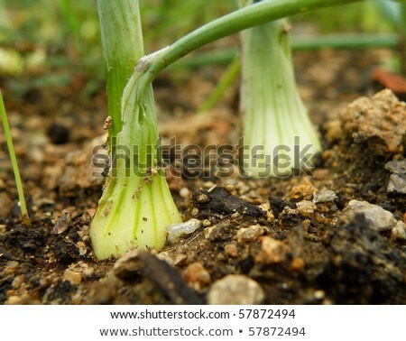 Detail Of Little Growing Onion In Bed Foto stock © X-etra