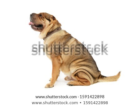 Foto stock: Shar Pei Looking Left In The White Studio