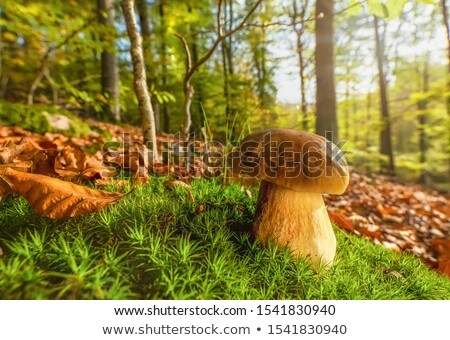 ストックフォト: Mushroom In Sun Rays Forest