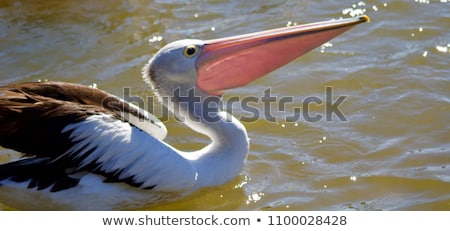 Foto stock: Australian Pelicans