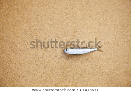 Beach And Dry Fish Stockfoto © pzAxe