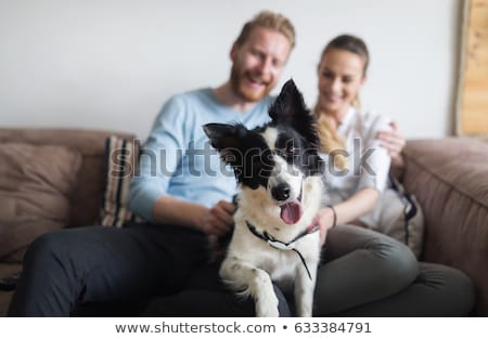 Foto stock: Couple Of Dogs And Owner