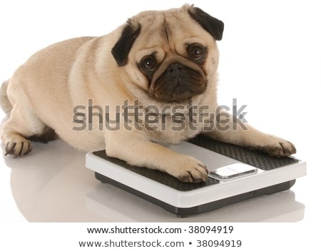 Foto stock: Fat Dog On Scale