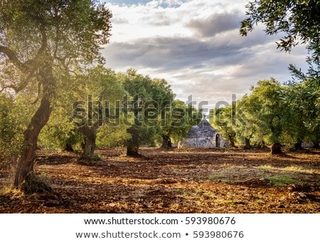 Stok fotoğraf: Old Olive Trees And Flowers