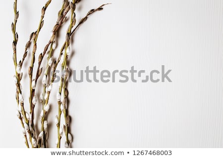 Foto d'archivio: Pussy Willow Twigs On Wooden Background