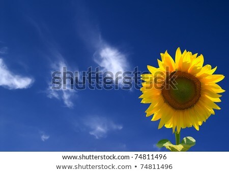 Sunflower Heads Close Up With A Bee Against Blue Sky Stockfoto © Lizard