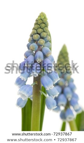 Stock photo: Muscari Botryoides Flowers Also Known As Blue Grape Hyacinth