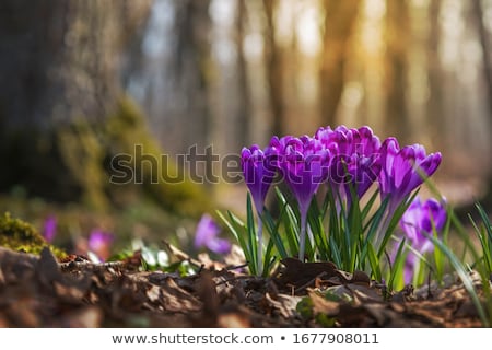 Stok fotoğraf: Blooming Crocuses