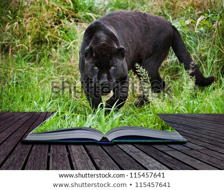 Stock fotó: Creative Concept Image Of Black Jaguar In Pages Of Book