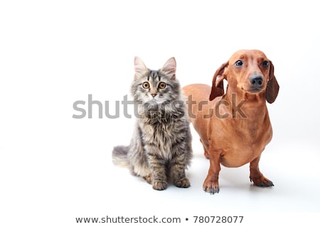 Imagine de stoc: Lovely Puppy Dachshund Portrait In White Studio