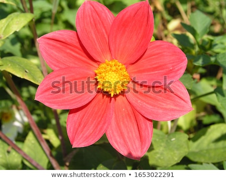 Stockfoto: Beautiful Flower Dahlia Variabilis With Water Drops