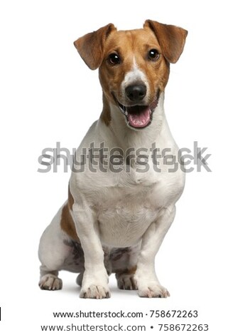 Stock photo: Portrait Of A Cute Jack Russell Terrier