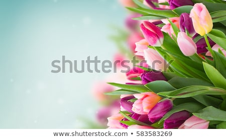 Сток-фото: Tulip Beautiful Bouquet Of Tulips Colorful Tulips