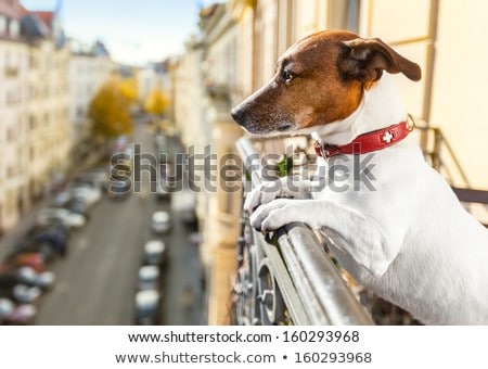Stok fotoğraf: Nosy Watching Dog From Balcony
