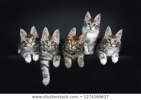 Stockfoto: Perfect Row Of Five Gorgeous Maine Coon Cat Kittens