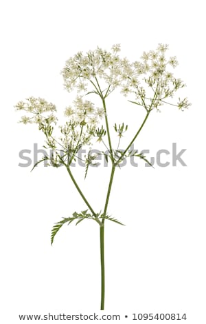 Stock foto: White Cow Parsley Flowers