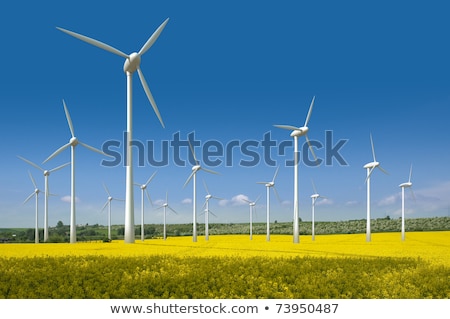 Zdjęcia stock: Canola Field With Wind Turbines