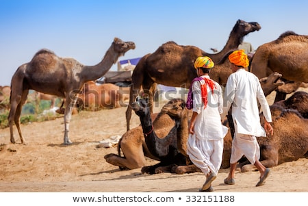 Сток-фото: Camels At The Annual Pushkar Camel Fair In India