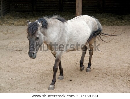 [[stock_photo]]: Tarpan In Farming Ambiance