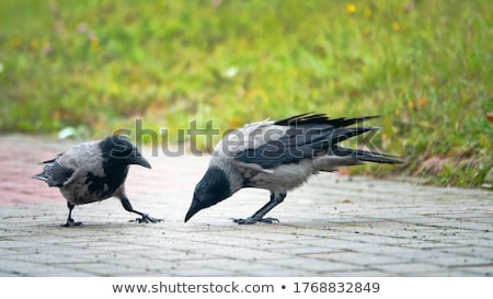 Foto stock: Man Out Hunting