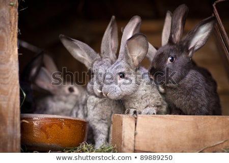 ストックフォト: Young Rabbits Popping Out Of A Hutch