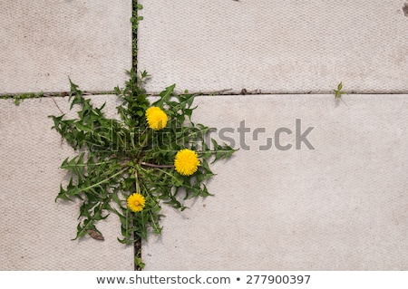 Сток-фото: Patio Cracks With Weeds And Dandelion