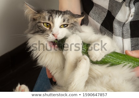 Stok fotoğraf: Woman Nibbling On A Cucumber