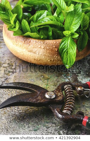 Stockfoto: Prunes With Mint