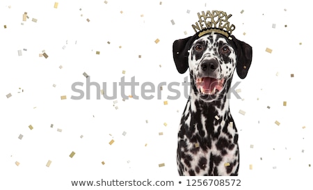 ストックフォト: New Years Eve Dog