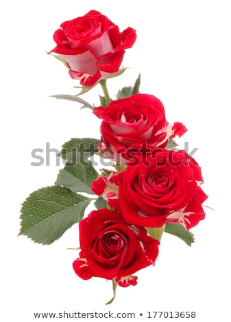 Stok fotoğraf: Red Rose Flower Bouquet Isolated On White Background Cutout