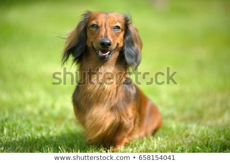 Foto d'archivio: The Portrait Of Dachshund Standard Long Haired Red