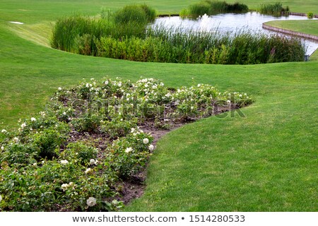 Foto stock: Reed Flower And Hilly Green Meadow Background