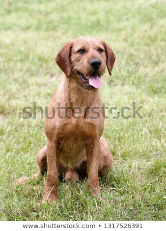 [[stock_photo]]: Typical Styrian Hound On A Green Grass Lawn