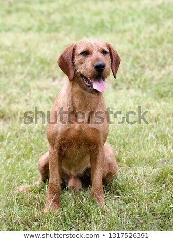 Stok fotoğraf: Typical Styrian Hound On A Green Grass Lawn