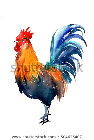 Stok fotoğraf: Watercolor Illustration Of Rooster Symbol Of 2017