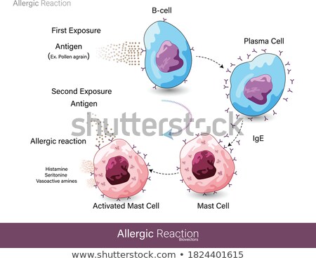 Сток-фото: Mechanism Of Allergy Mast Cells And Allergic Reaction