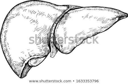 Stockfoto: Liver Sketch Icon