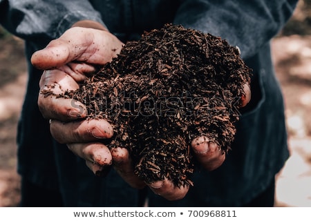 Foto stock: Fertile Soil In Dirty Male Hands