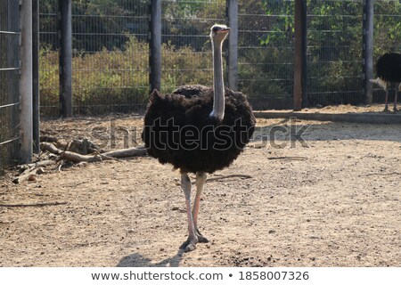 ストックフォト: Ostriches At The Zoo