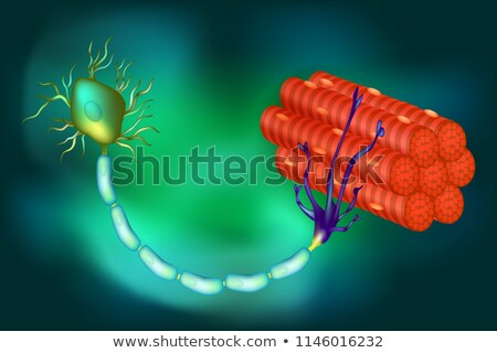 Foto stock: A Vector Of Motor Neuron Function